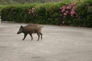 Wildschwein J